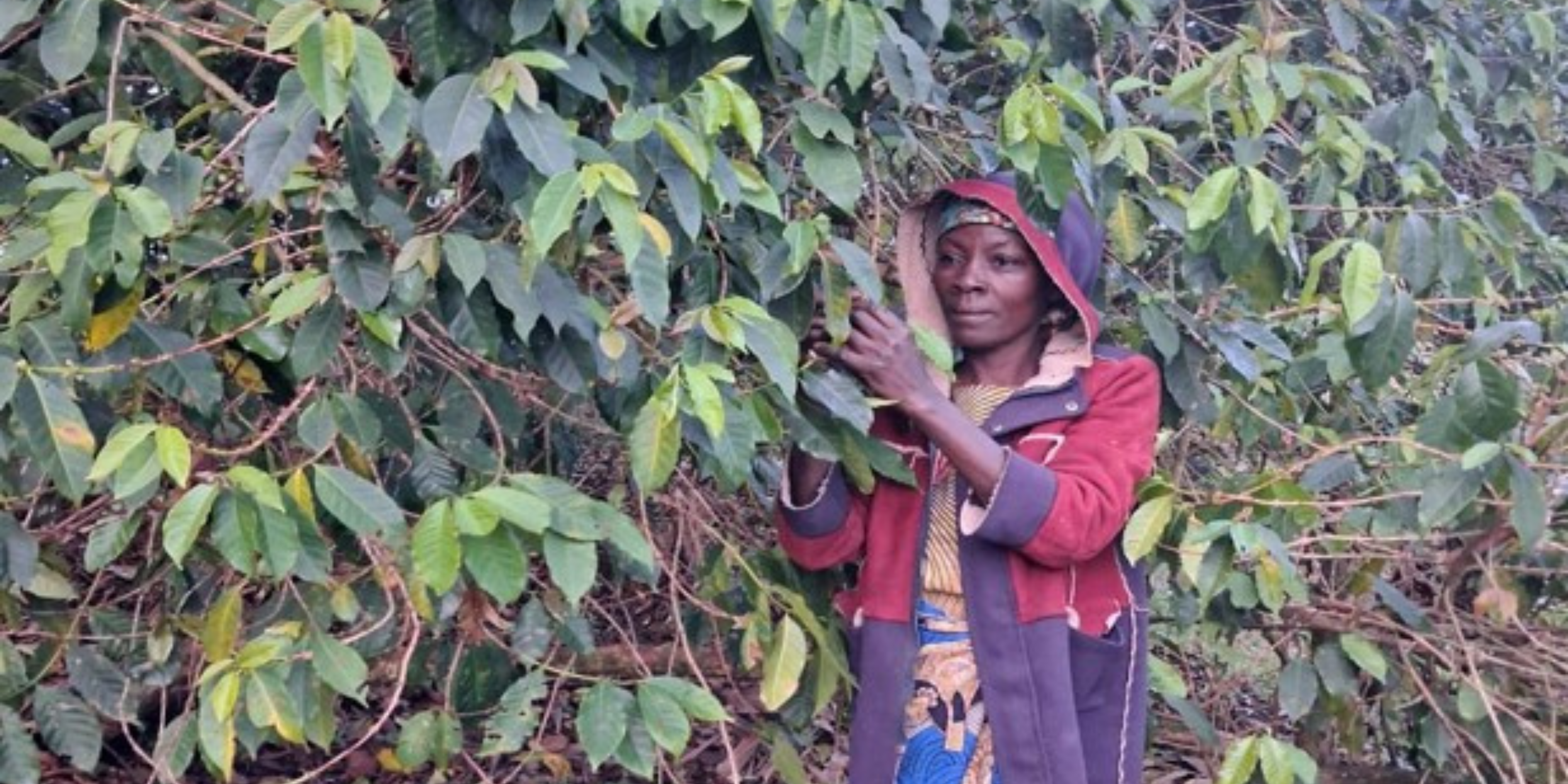 Meet Dafrose, A COCAGI Femme Coffee Grower
