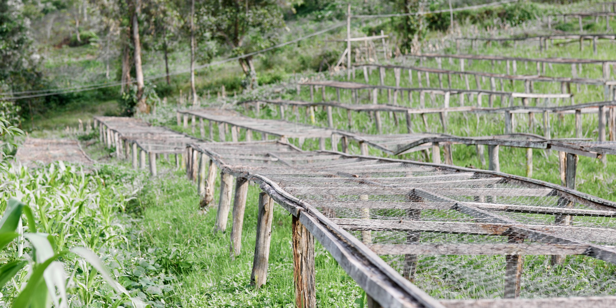 From Rwanda to Your Cup: The Cocagi Cooperative, April–July Update