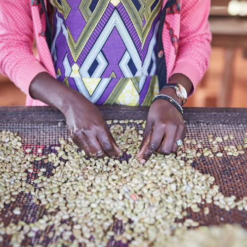 Everything you need to know about coffee